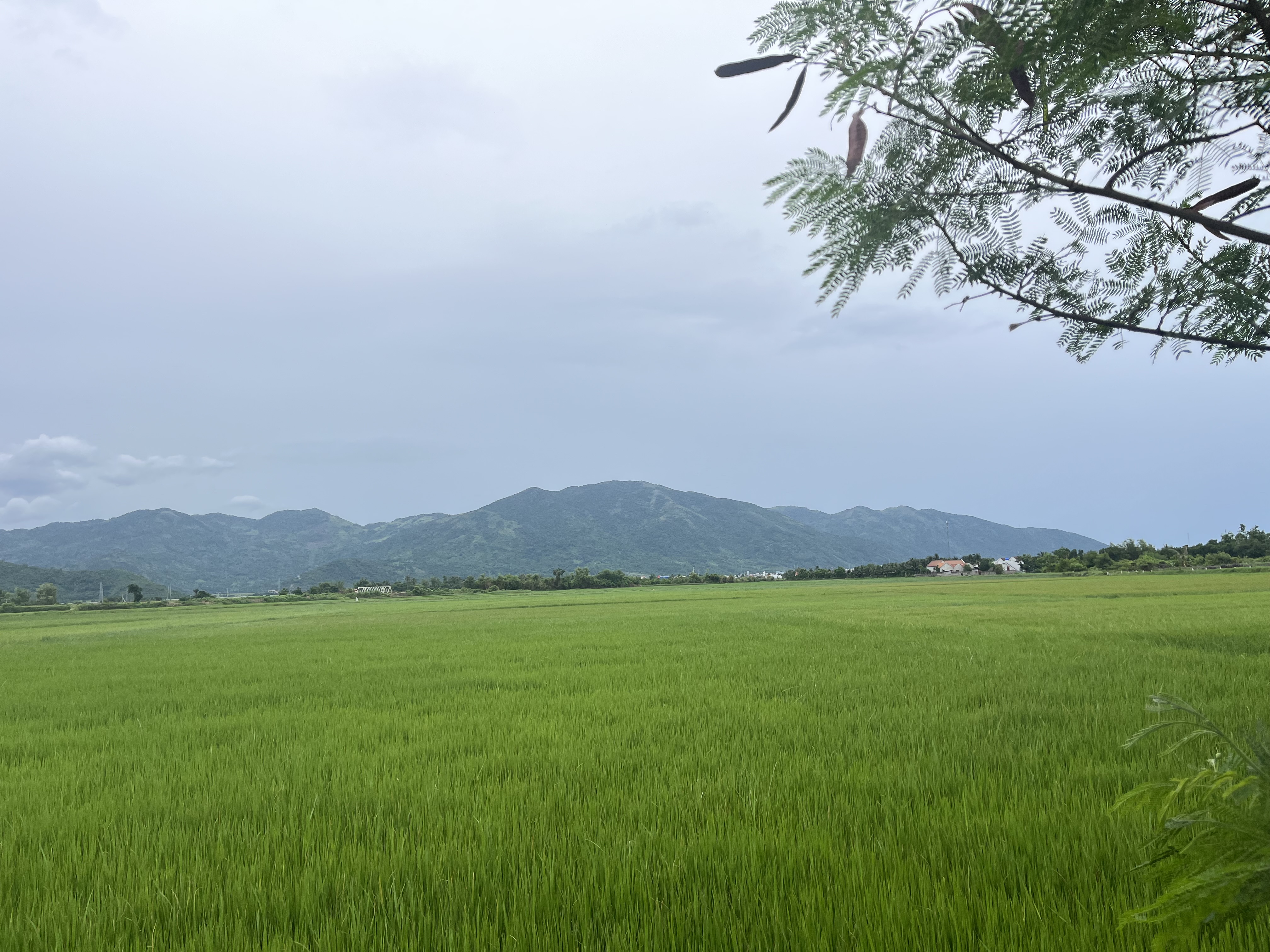 Chuyển đất nông nghiệp lên thổ cư, nới lỏng điều kiện 